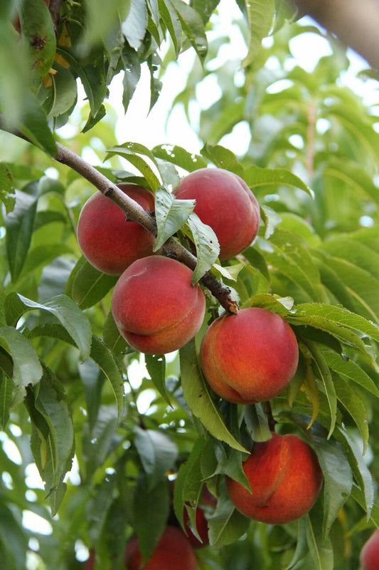 Kauffman Orchards Sun-Ripened Early Peaches