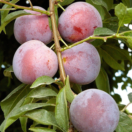Is it Time for Fruit Salad? The Variety of Fruit Only Increases From Here on Out
