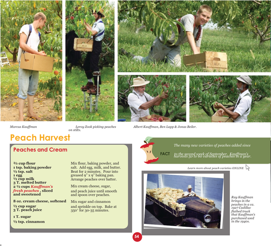 Peach Harvest Time