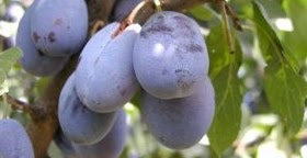Plums: Variety and Imagination