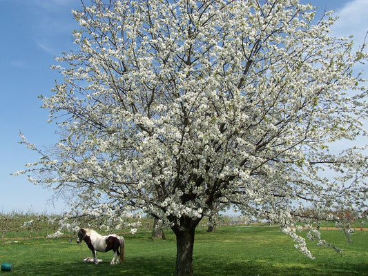 Poems For April