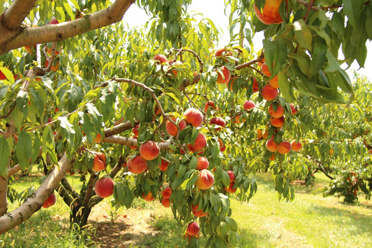 Pruning the Orchard: Part Three of a Three Part Series