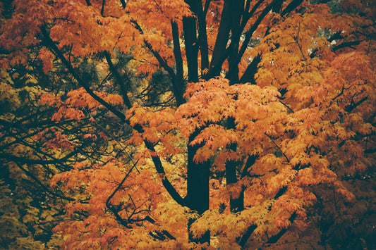 Raking leaves again this fall? Stop right now