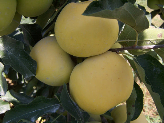 The Apple Trial Block at Kauffman’s Fruit Farm: Experiments in Organic Pest Control and Reduction of Pesticides