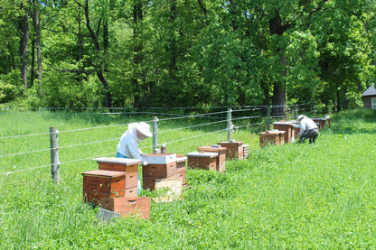Pennsylvania Basswood Honey by Welsh Mountain Apiaries, Raw and Unfiltered