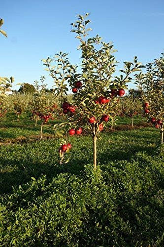 Kauffman Orchards Fresh-Picked Honeycrisp Apples