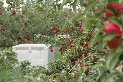 Homegrown, Fresh-Picked Honeycrisp Apples