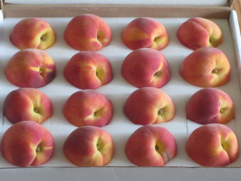Kauffman Orchards Fresh-Picked, Sun-Ripened Peaches