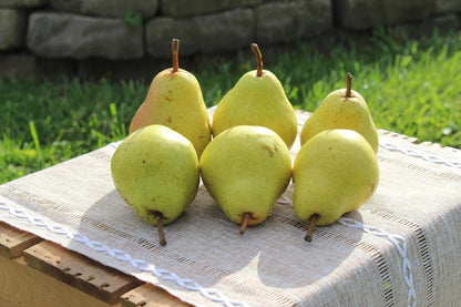 Fresh Bartlett Pears, Hand-Picked in Our Orchard