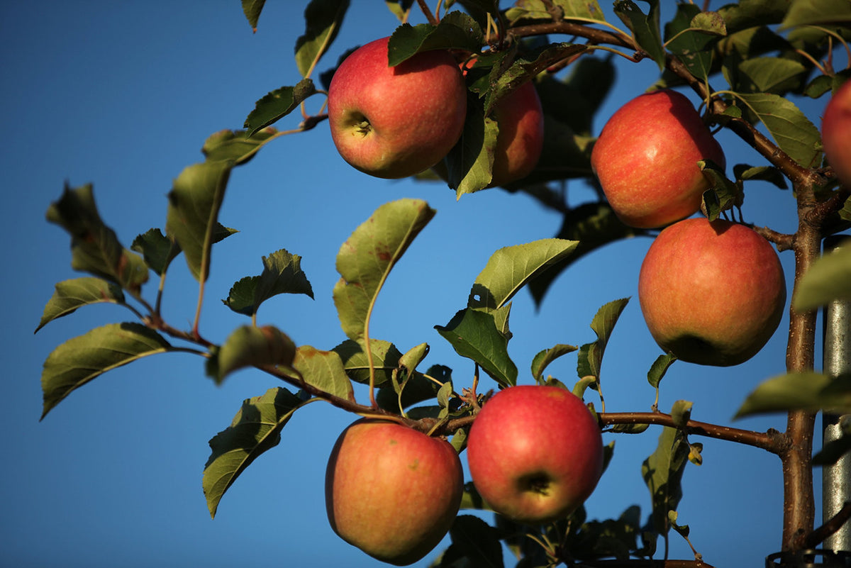 Jonagold Apples