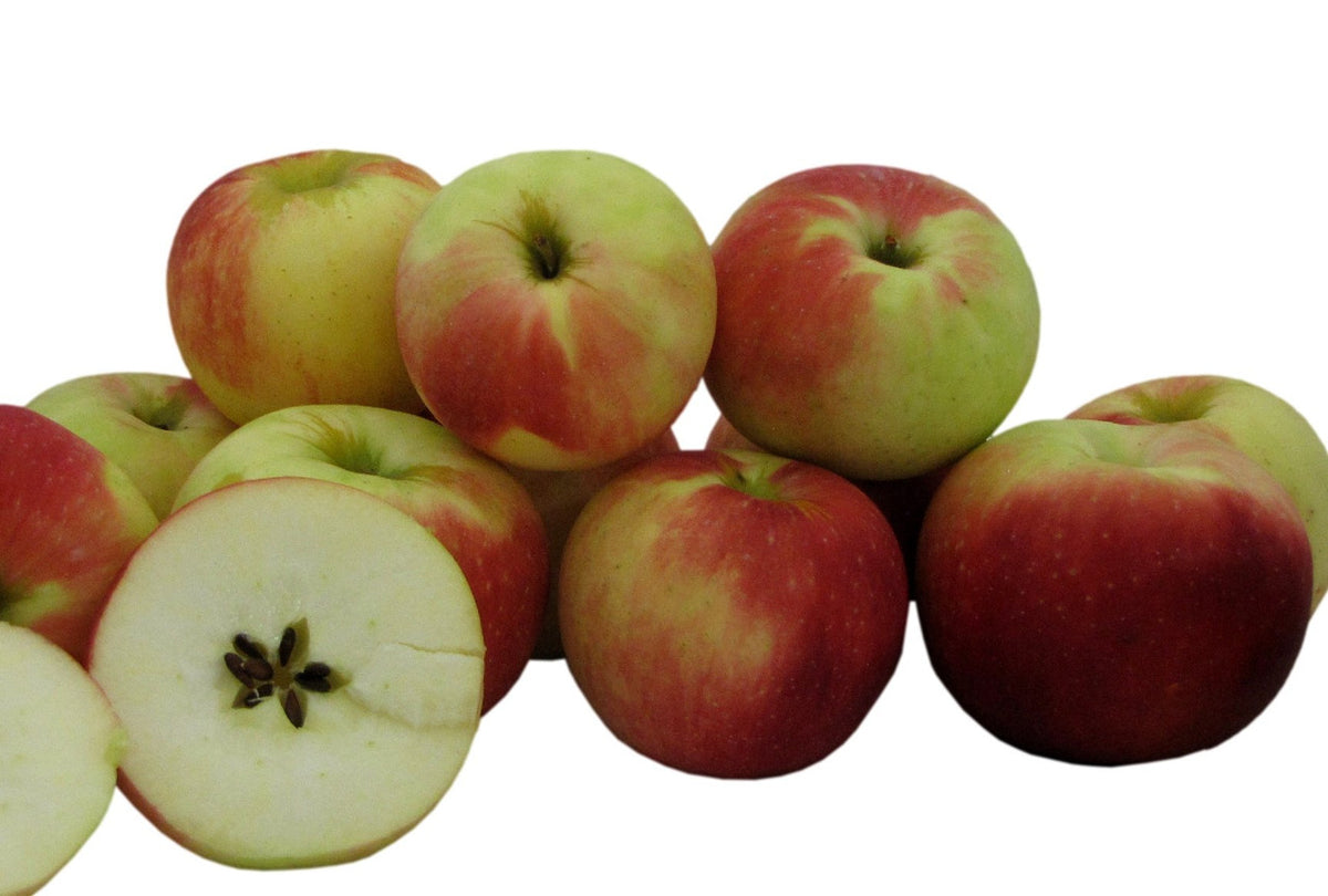 Fresh-Picked Zestar Apples, Hand-Picked in Our Own Orchard