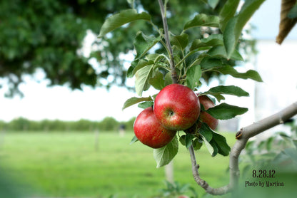 Honeycrisp Apples