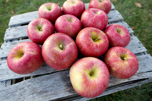 Kauffman Orchards Fresh-Picked Evercrisp Apples
