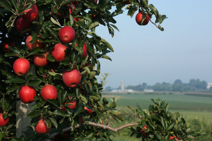 Gala Apples