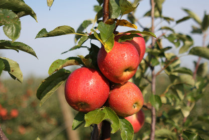 Jonagold Apples