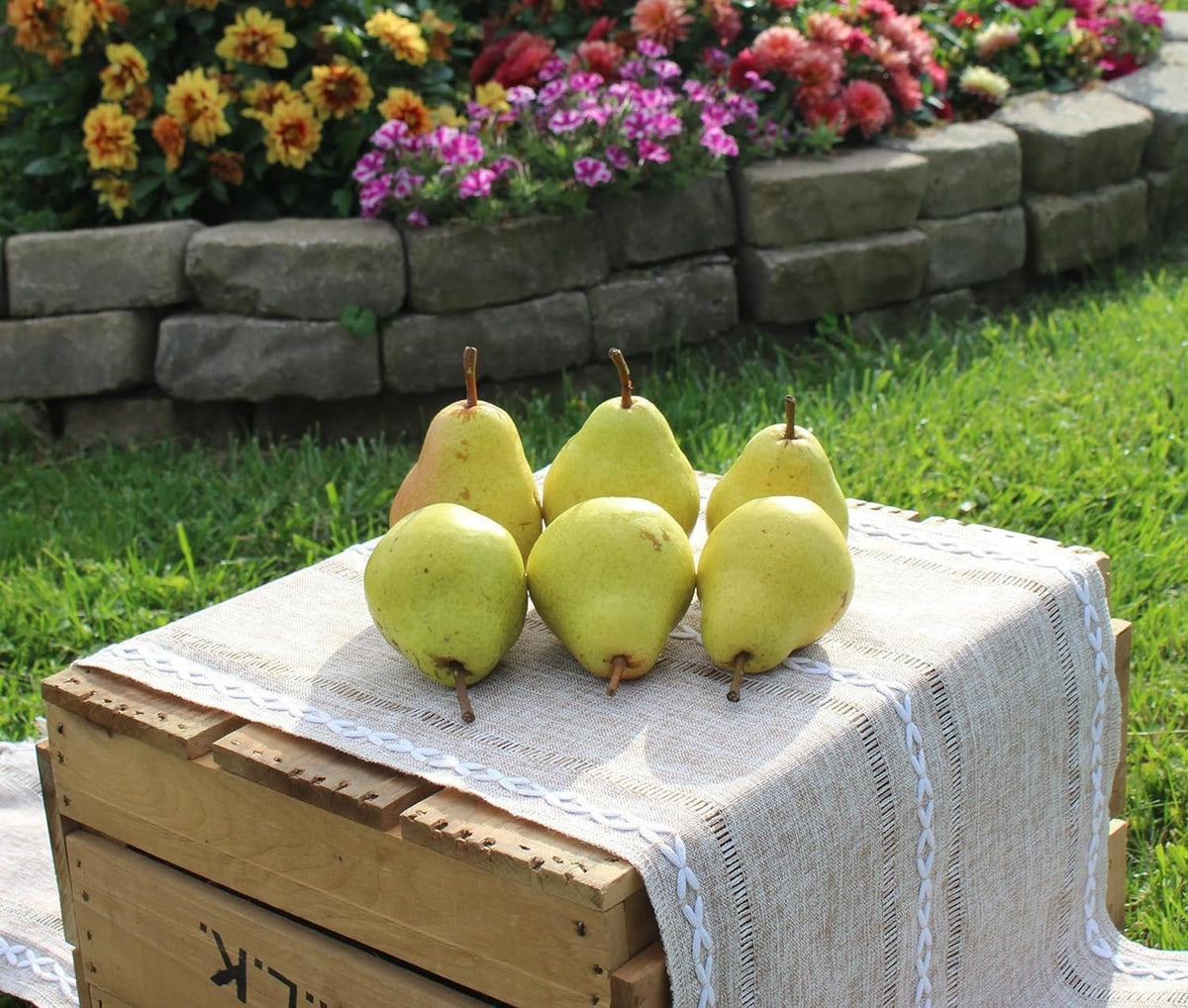 Fresh Bartlett Pears, Hand-Picked in Our Orchard