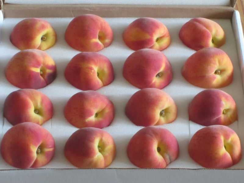 Kauffman Orchards Fresh Peaches, Home-Grown in Lancaster County, Pennsylvania