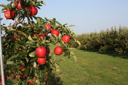 Jonagold Apples
