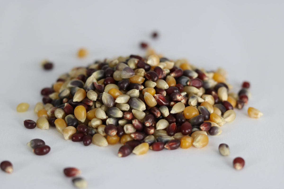 Rainbow Popcorn Kernels in Bulk