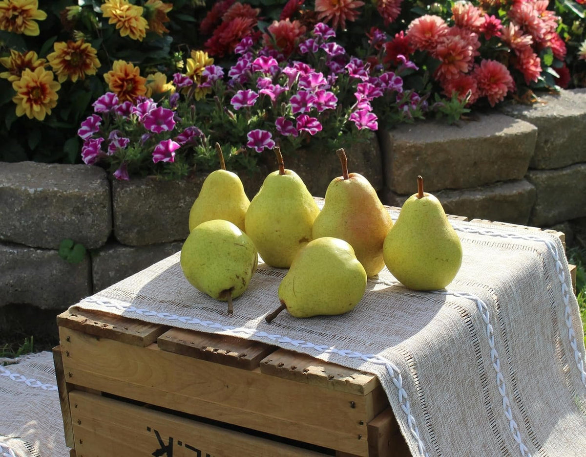 Fresh Bartlett Pears, Hand-Picked in Our Orchard