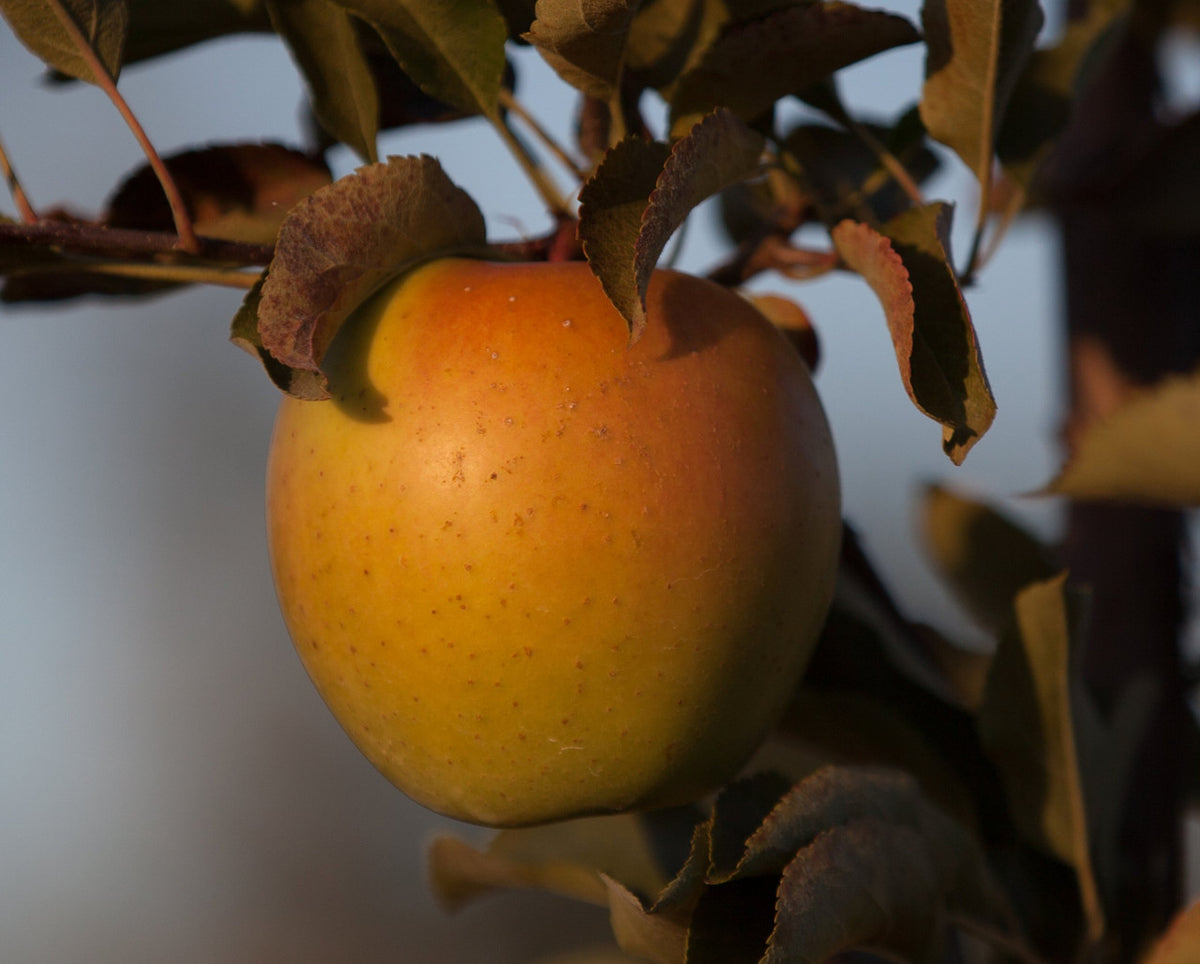 Kauffman Orchards Fresh Golden Delicious Apples, Hand-Picked in Our Lancaster County Orchard