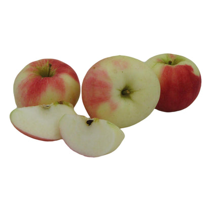 Sansa Apples