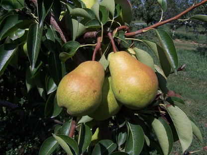 Fresh Magness Pears, Hand-Picked In Our Own Orchard