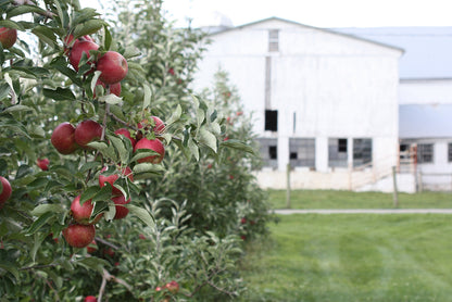 Crimson Crisp Apples
