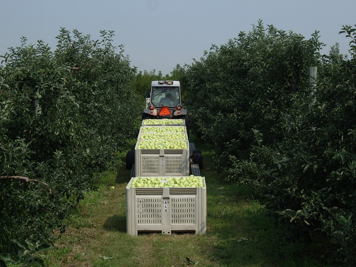 Kauffman Orchards Fresh Golden Delicious Apples, Hand-Picked in Our Lancaster County Orchard