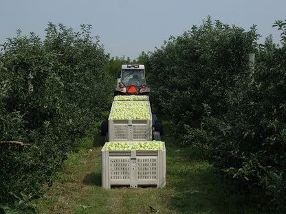 Kauffman Orchards Fresh Golden Delicious Apples, Hand-Picked in Our Lancaster County Orchard