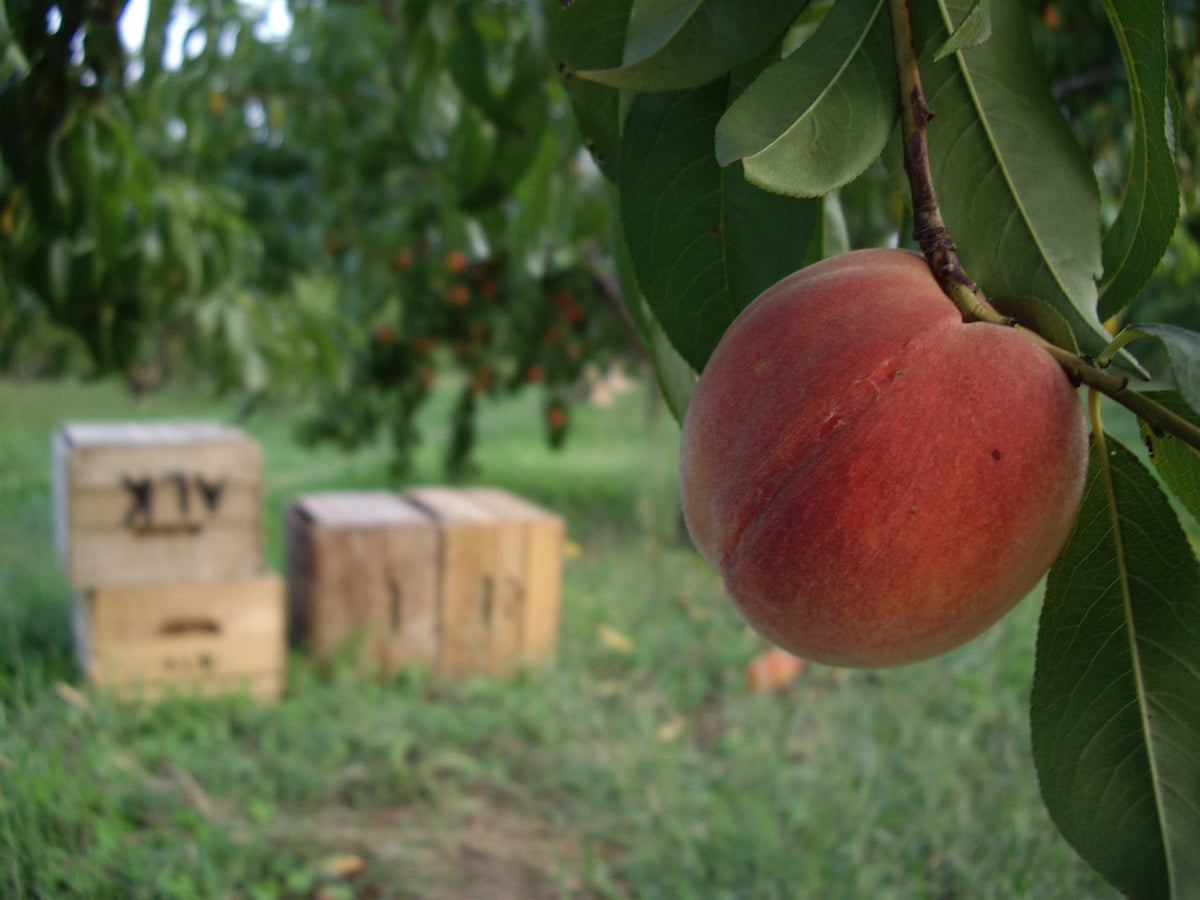 Kauffman Orchards Sun-Ripened Early Peaches