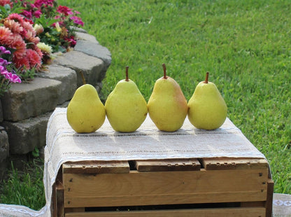 Fresh Bartlett Pears, Hand-Picked in Our Orchard