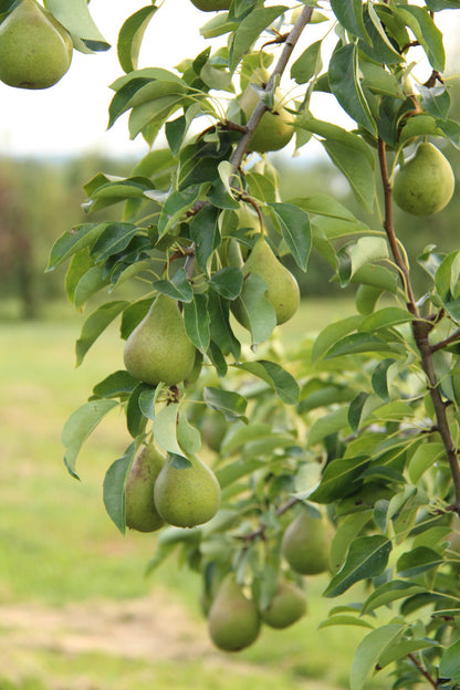 Fresh Harrow Crisp Pears, Hand-Picked In Our Orchard