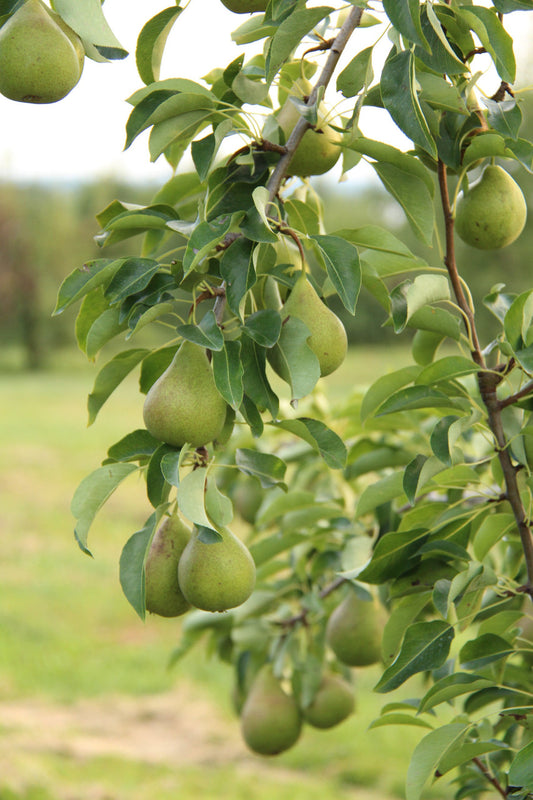 Fresh Harrow Crisp Pears, Hand-Picked In Our Orchard