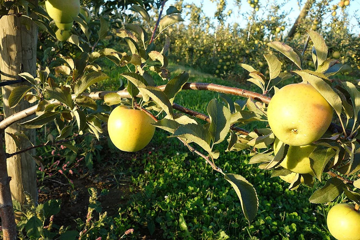 Kauffman Orchards Fresh-Picked Granny Smith Apples