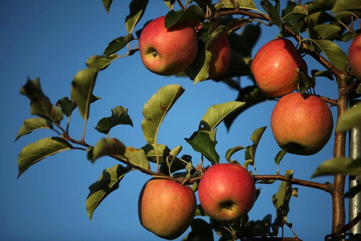 Fresh-Picked Pink Lady Apples