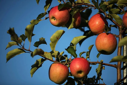 Fresh-Picked Pink Lady Apples