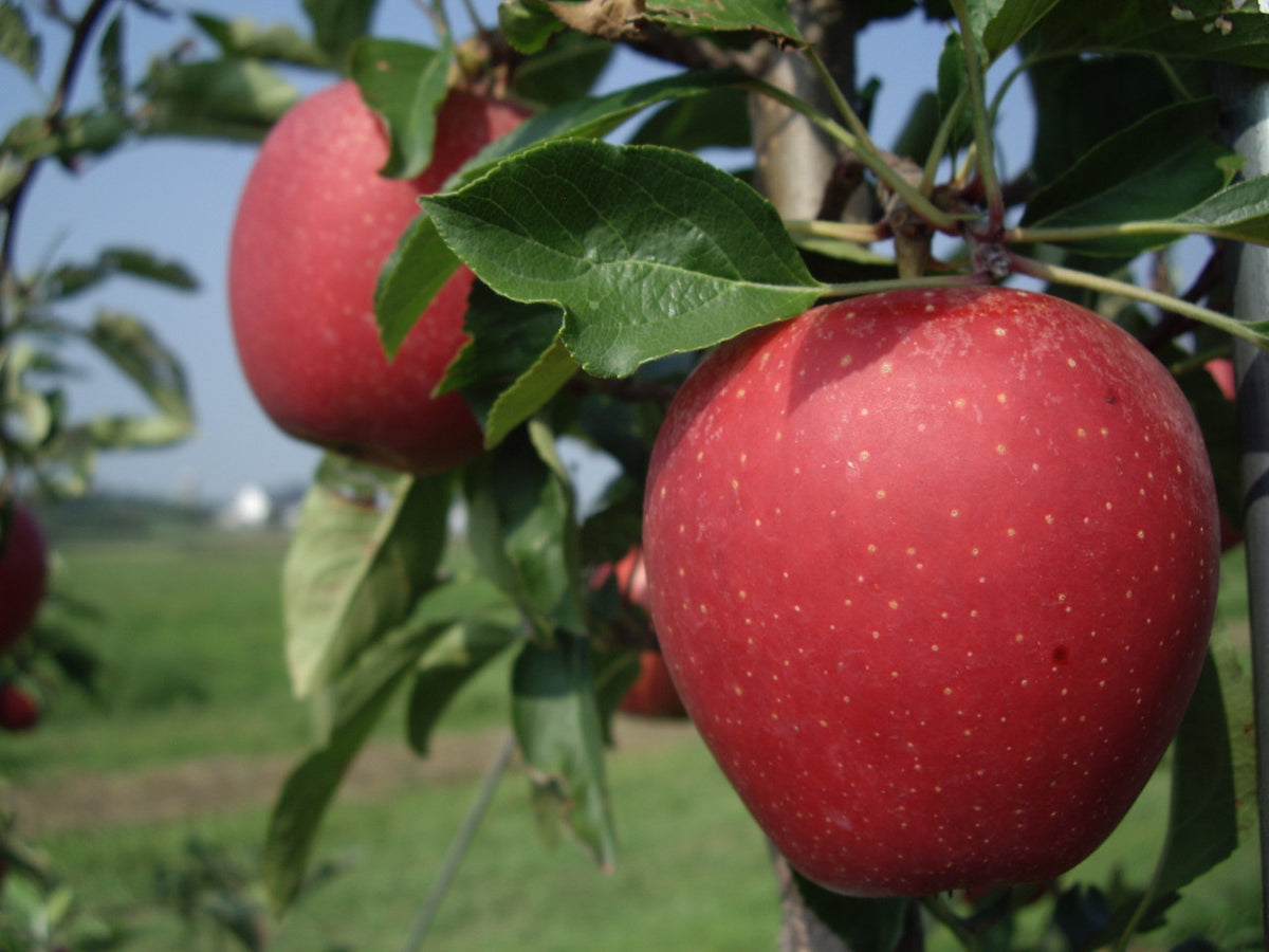 Gala Apples