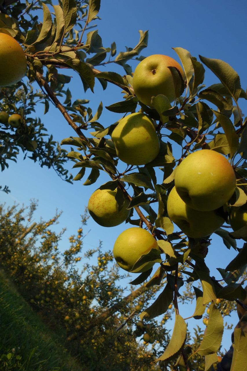Fresh Granny Smith Apples, Hand-Picked In Our Own Orchard