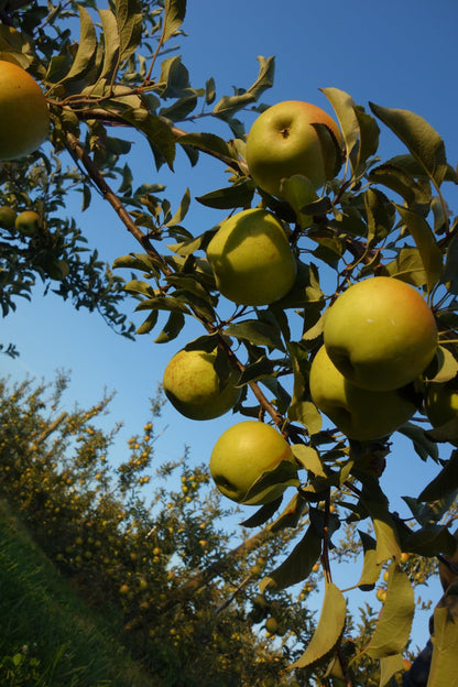 Fresh Granny Smith Apples, Hand-Picked In Our Own Orchard