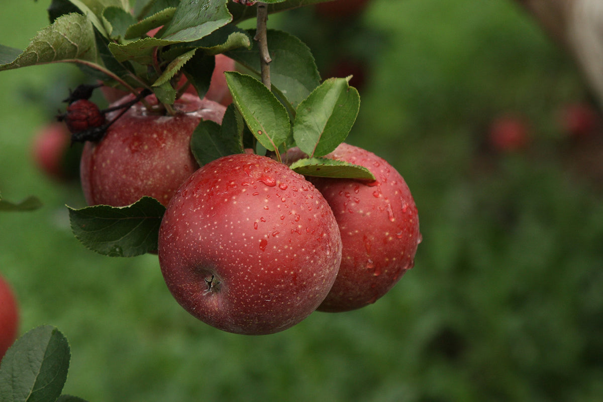 Fresh Stayman Apples, Hand-Picked in Our Lancaster County Orchard