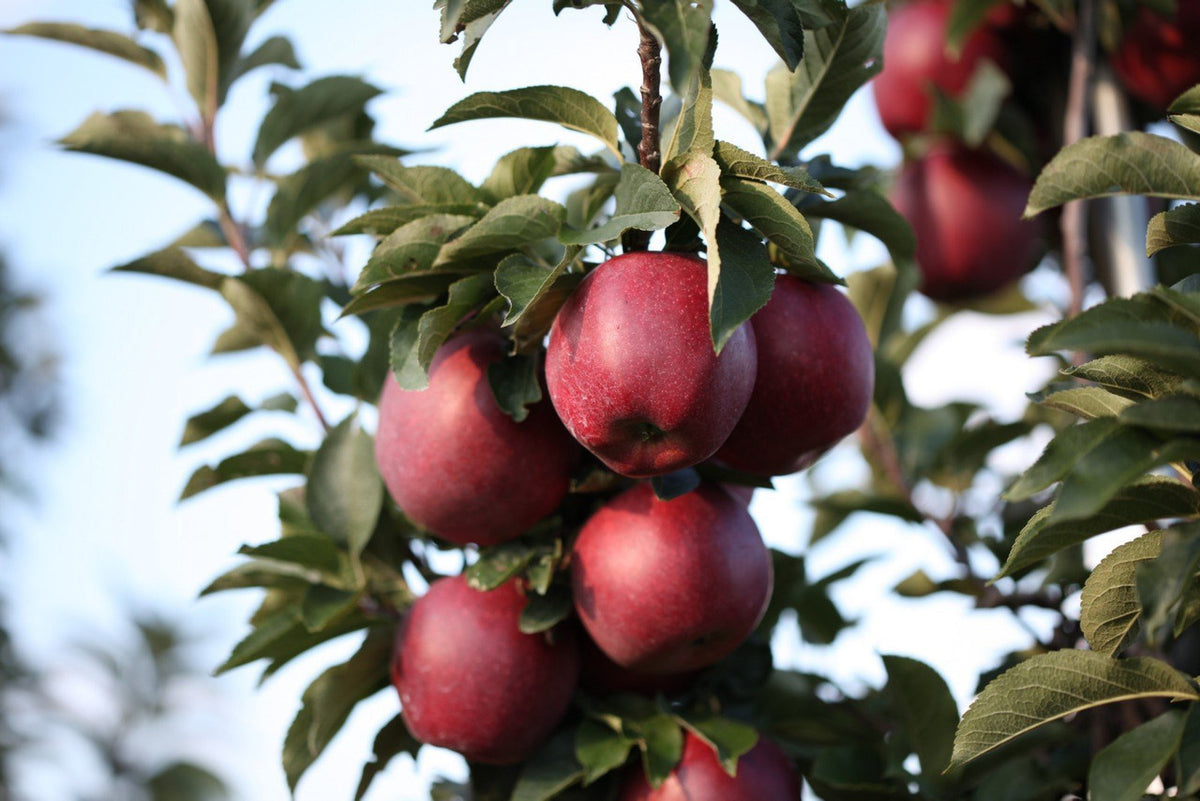 Fresh Jonathan Apples, Medium Size