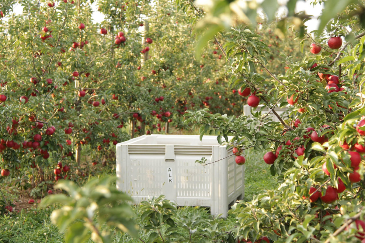 Fresh Jonathan Apples, Medium Size