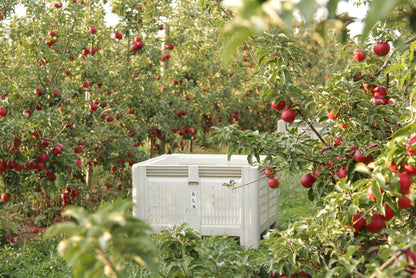 Fresh Jonathan Apples, Medium Size