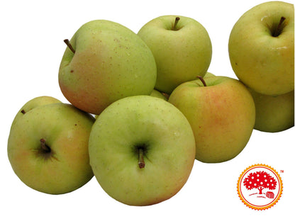 Kauffman Orchards Fresh Golden Delicious Apples, Hand-Picked in Our Lancaster County Orchard