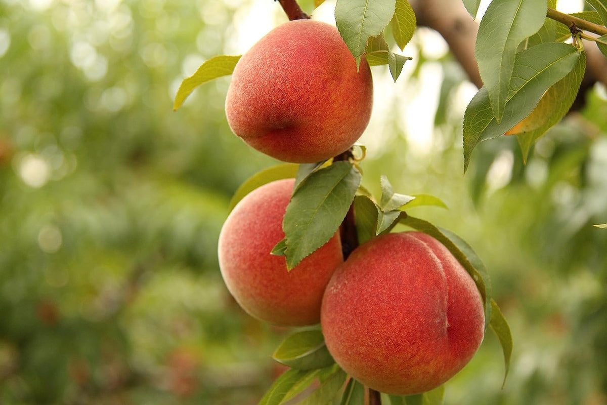 Kauffman Orchards Fresh Peaches, Home-Grown in Lancaster County, Pennsylvania