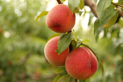 Kauffman Orchards Fresh Peaches, Home-Grown in Lancaster County, Pennsylvania