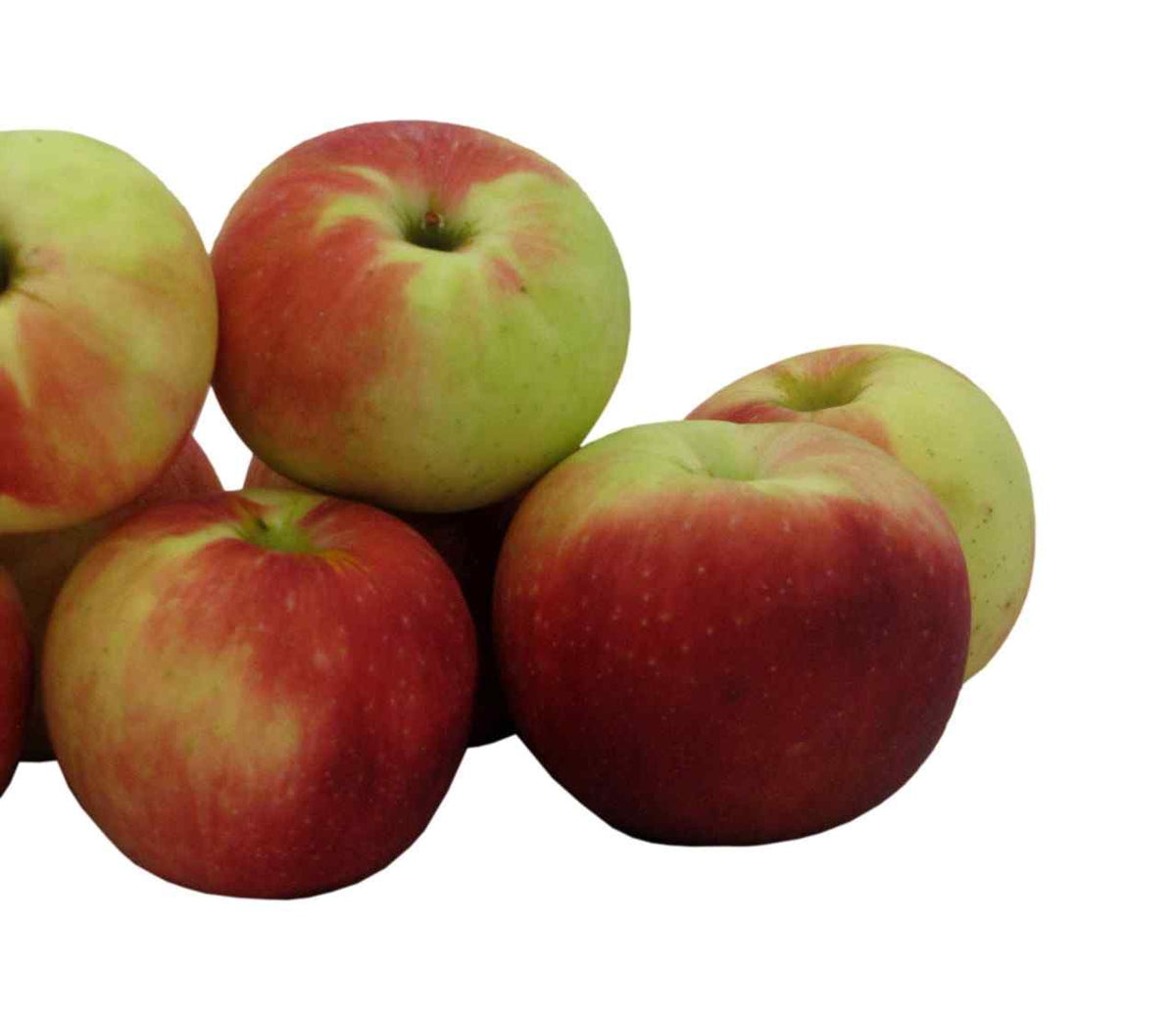 Fresh-Picked Zestar Apples, Hand-Picked in Our Own Orchard