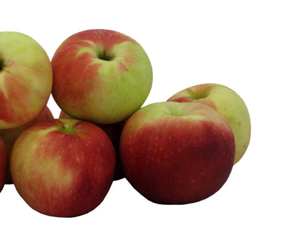 Fresh-Picked Zestar Apples, Hand-Picked in Our Own Orchard