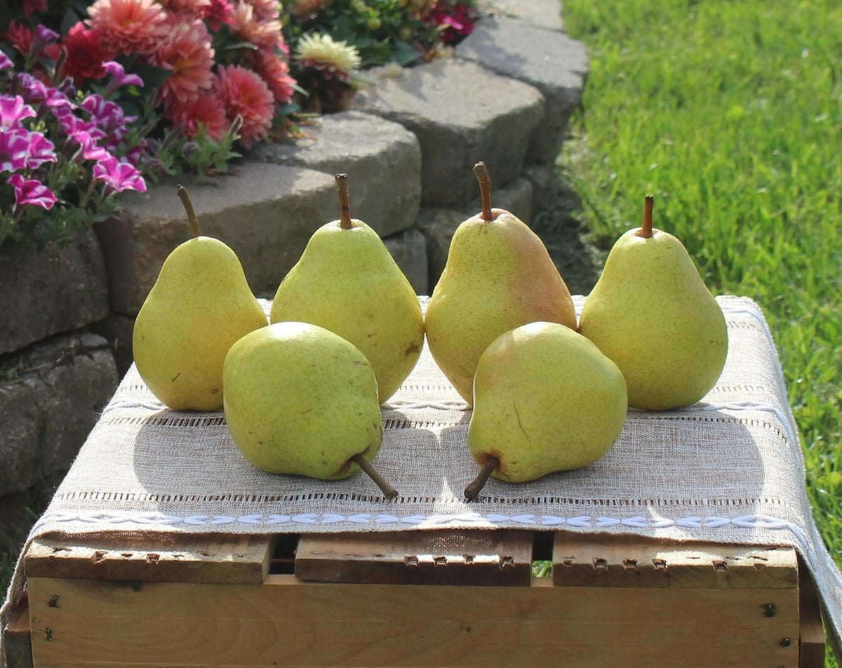 Fresh Bartlett Pears, Hand-Picked in Our Orchard